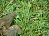 dsc03130 dsc03130