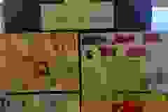 Messenger_creation_5DE6E7CD-CB45-4D7C-97C7-E2F5BF4AF88C