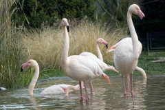 flamingi5